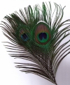 Pfau (Peacock)