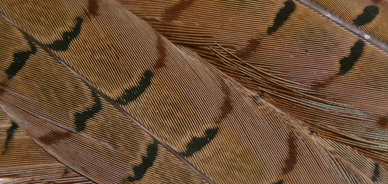 Cock Pheasant Tail