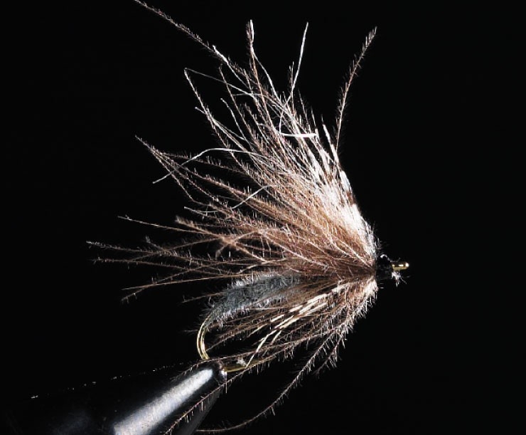 CDC Auskriecher, blue dun, #12