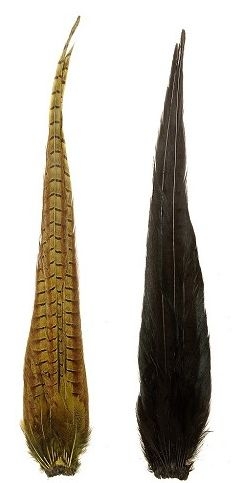 Cock Pheasant Complete Tail - Fasanenschwanz komplett