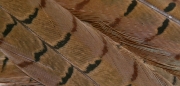 Cock Pheasant Tail